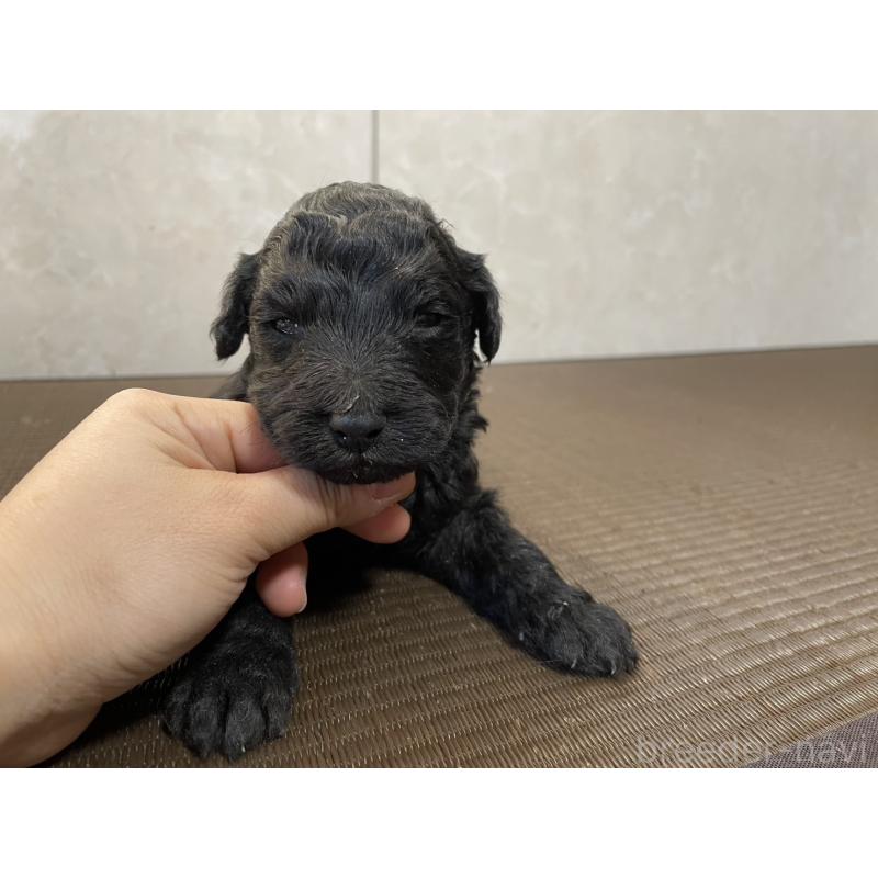 販売中の東京都のゴールデンドゥードル:ゴールデンレトリーバー×プードル-437544の2枚目