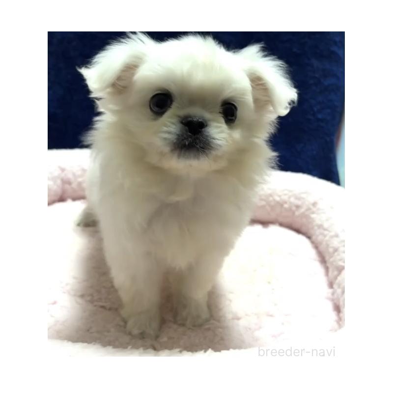 販売中の大阪府のミックス犬-437545の4枚目