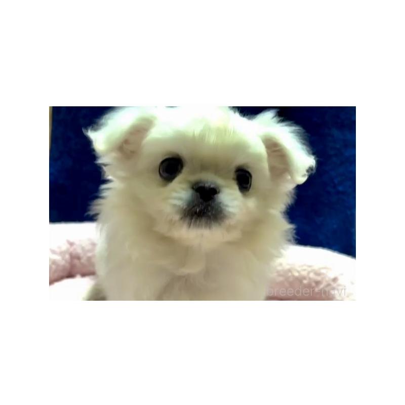 販売中の大阪府のミックス犬-437545の2枚目