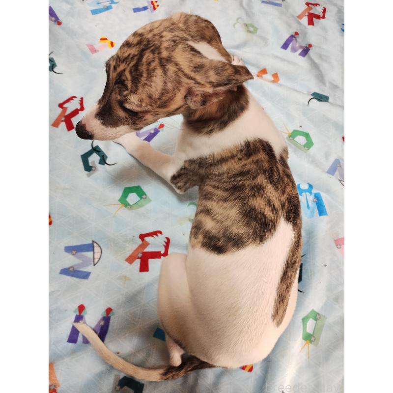 販売中の広島県のウィペット-425179の2枚目