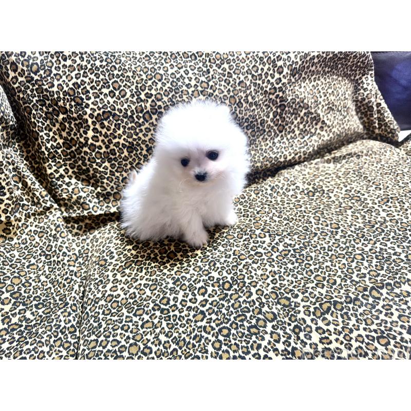 販売中の佐賀県のポメラニアン-437134の5枚目