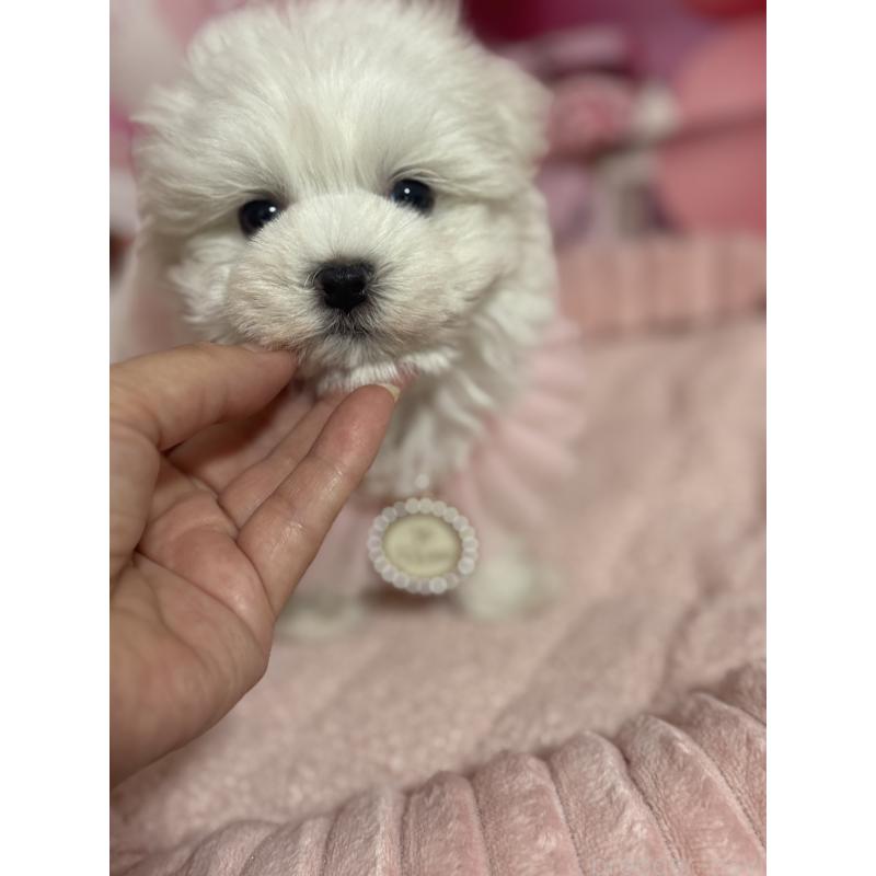 販売中の埼玉県のマルチーズ-427172の4枚目