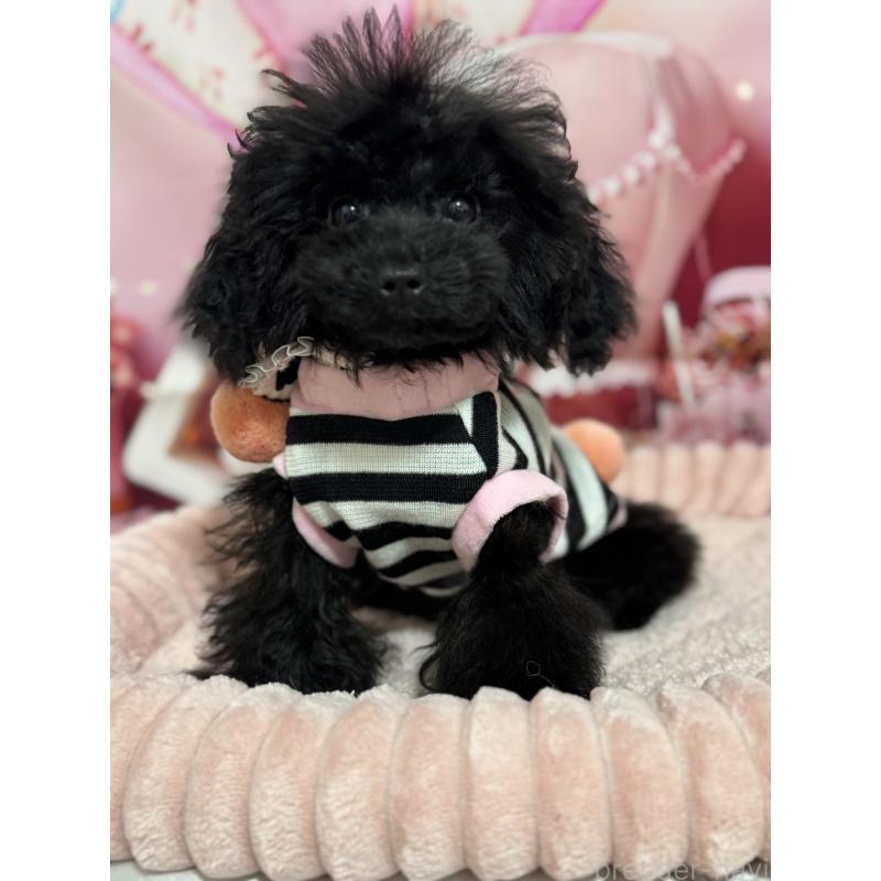 販売中の埼玉県のティーカッププードル-401319の4枚目