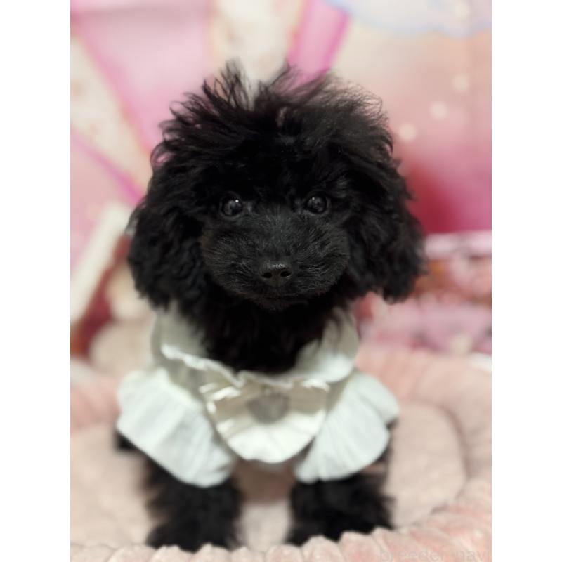 販売中の埼玉県のティーカッププードル-401319の3枚目