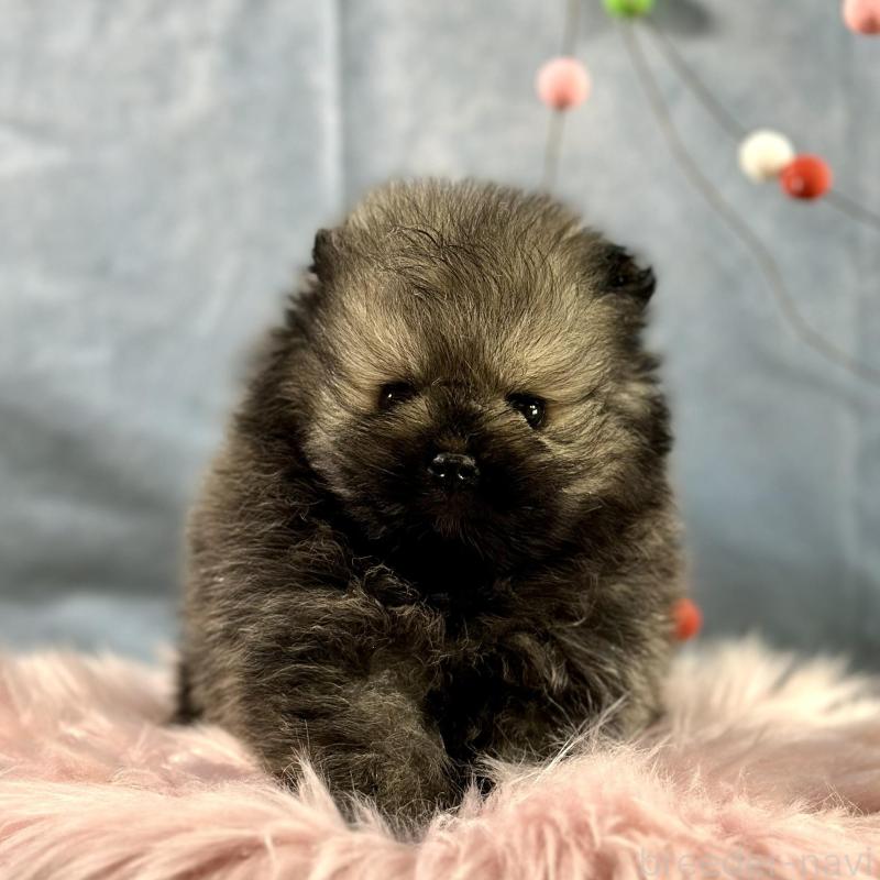 販売中の京都府のポメラニアン-437549の10枚目