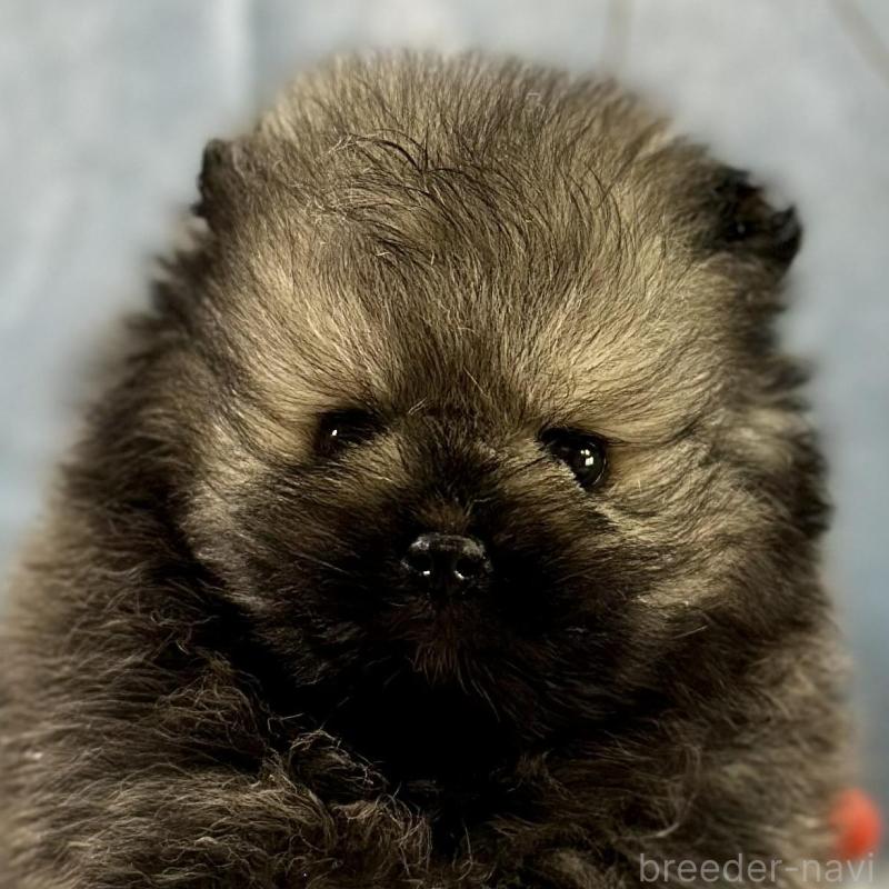 販売中の京都府のポメラニアン-437549の1枚目