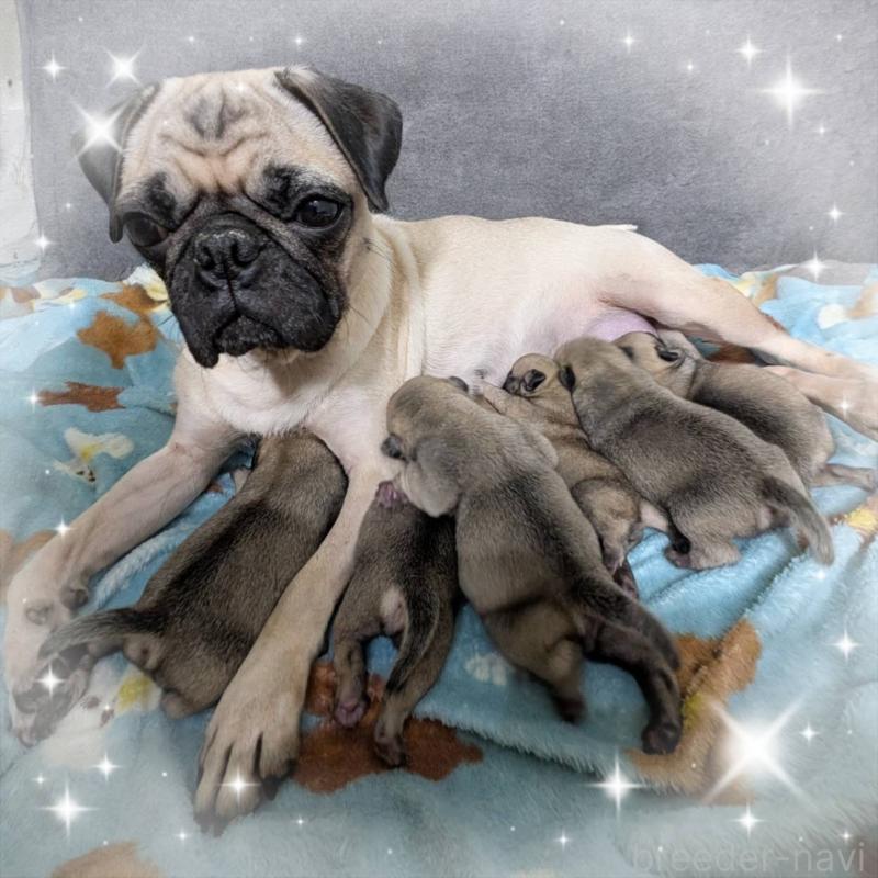 販売中の岐阜県のパグ-437781の1枚目