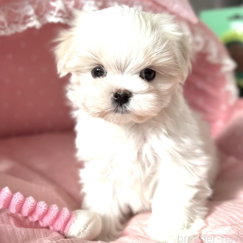 販売中の大阪府のマルチーズ-437824の8枚目