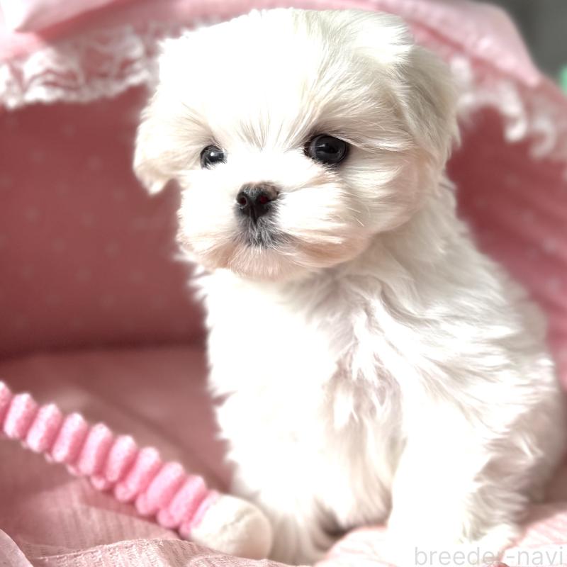 販売中の大阪府のマルチーズ-437824の7枚目