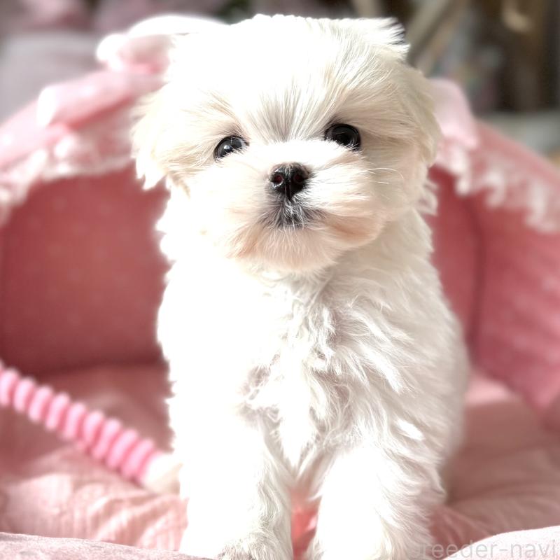 販売中の大阪府のマルチーズ-437824の6枚目