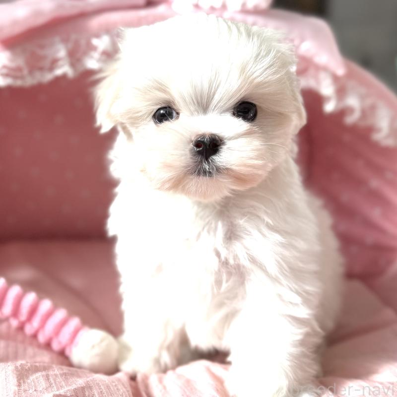 販売中の大阪府のマルチーズ-437824の5枚目