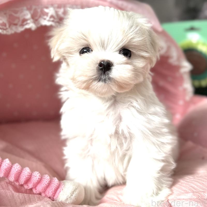 販売中の大阪府のマルチーズ-437824の3枚目