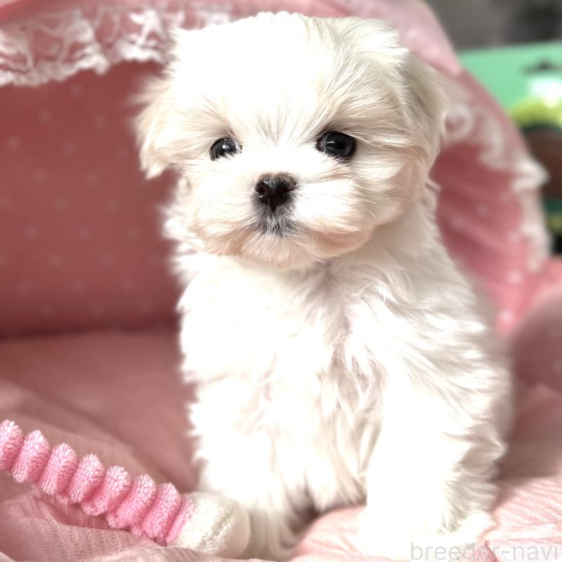 販売中の大阪府のマルチーズ-437824の2枚目