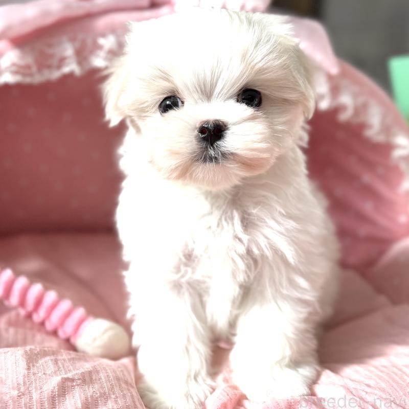 販売中の大阪府のマルチーズ-437824の1枚目