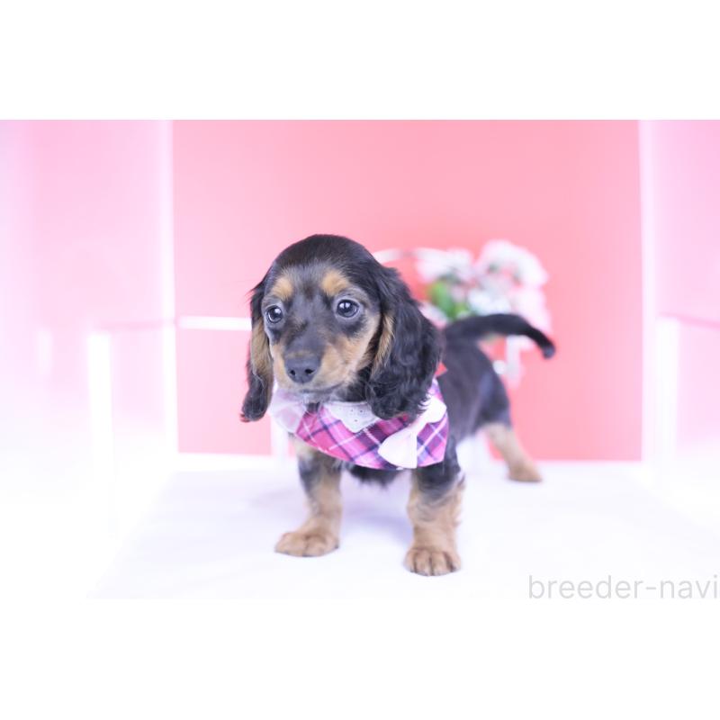 販売中の愛知県のミニチュアダックスフンド(ロングヘアード)-430867の13枚目