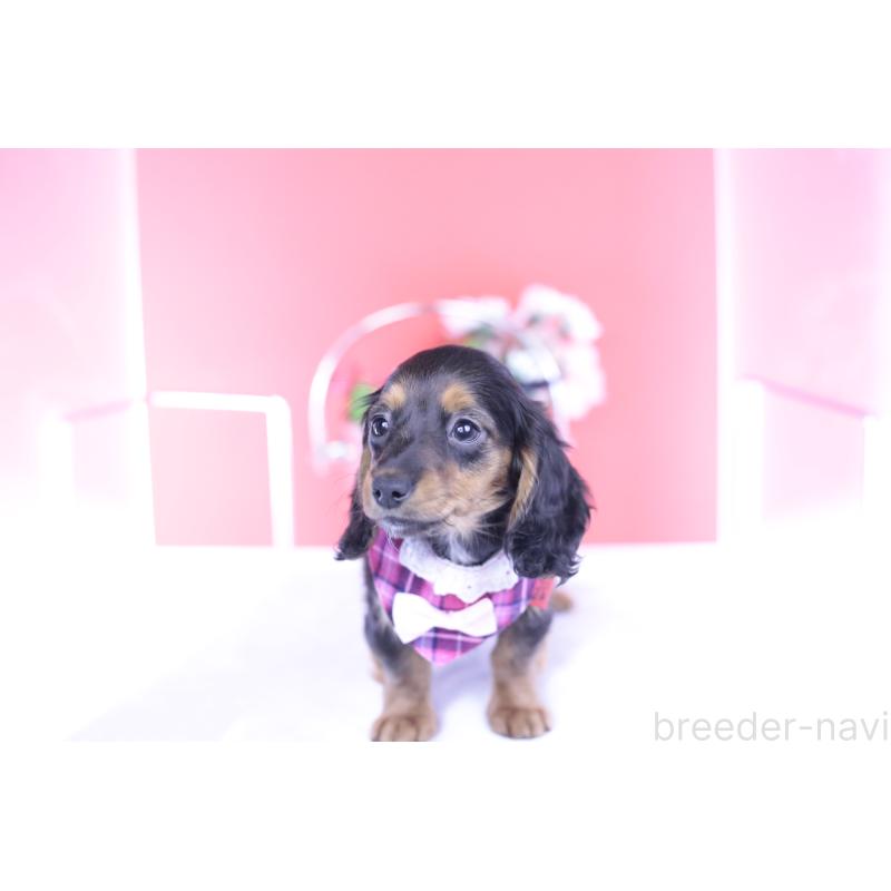 販売中の愛知県のミニチュアダックスフンド(ロングヘアード)-430867の9枚目
