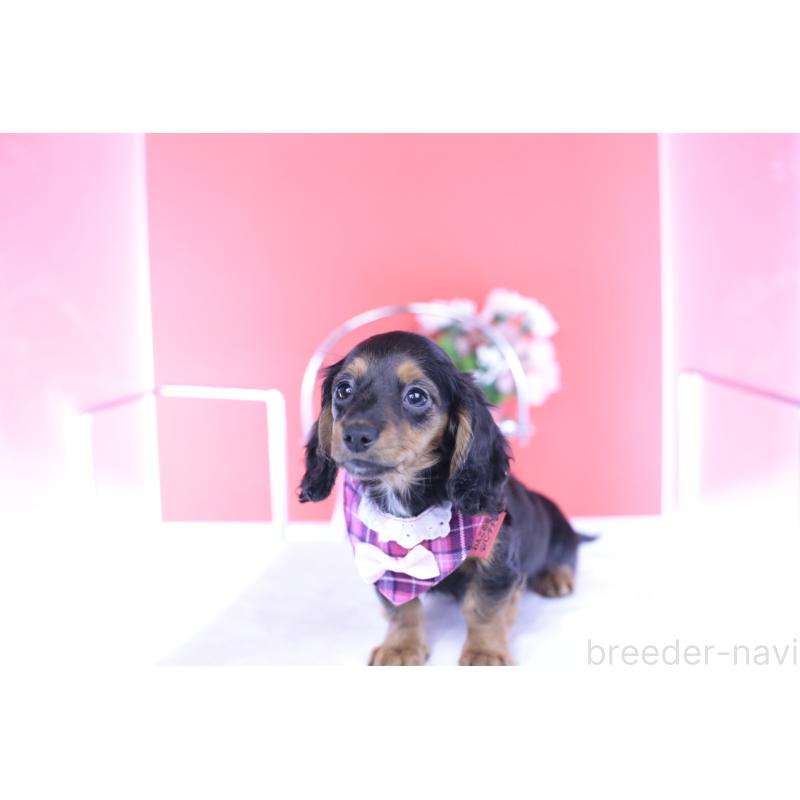 販売中の愛知県のミニチュアダックスフンド(ロングヘアード)-430867の7枚目