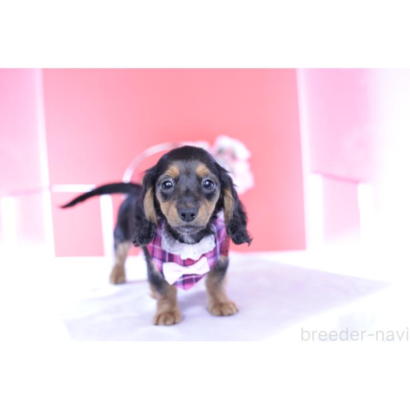 販売中の愛知県のミニチュアダックスフンド(ロングヘアード)-430867の5枚目
