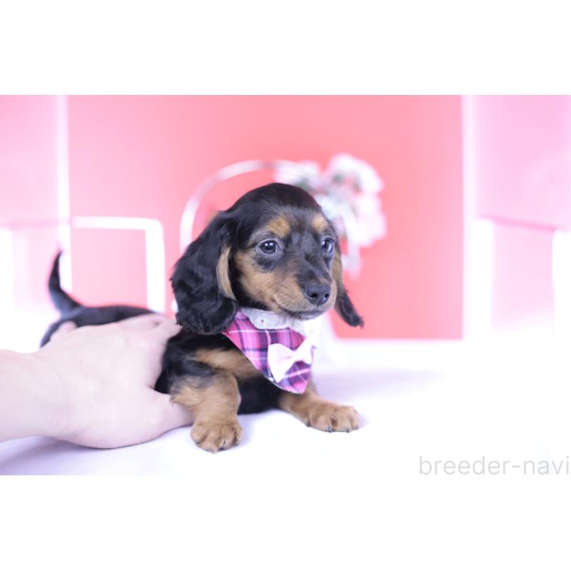 販売中の愛知県のミニチュアダックスフンド(ロングヘアード)-430867の3枚目