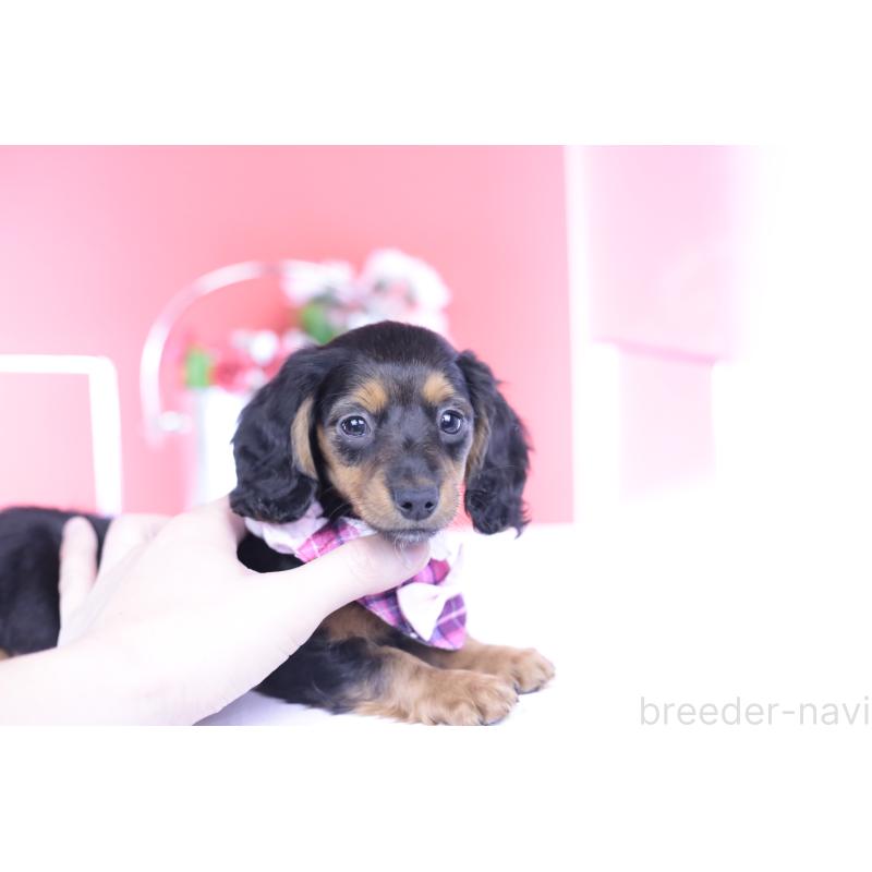 販売中の愛知県のミニチュアダックスフンド(ロングヘアード)-430867の2枚目