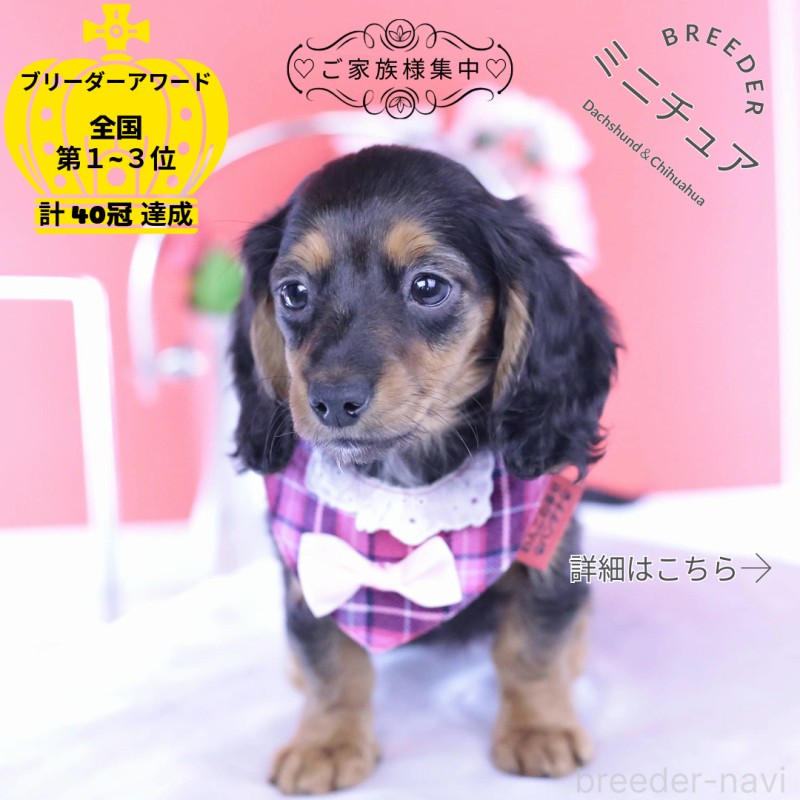 販売中の愛知県のミニチュアダックスフンド(ロングヘアード)-430867