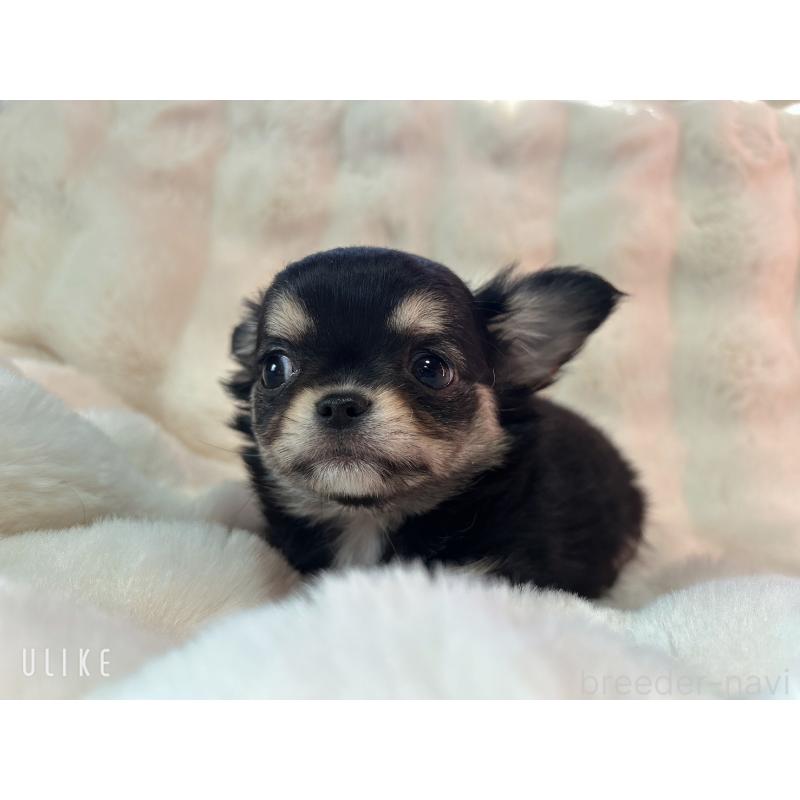 販売中の和歌山県のチワワ(ロングコート)-437825の6枚目