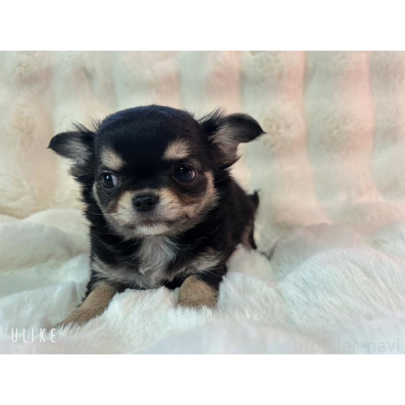 販売中の和歌山県のチワワ(ロングコート)-437825の5枚目