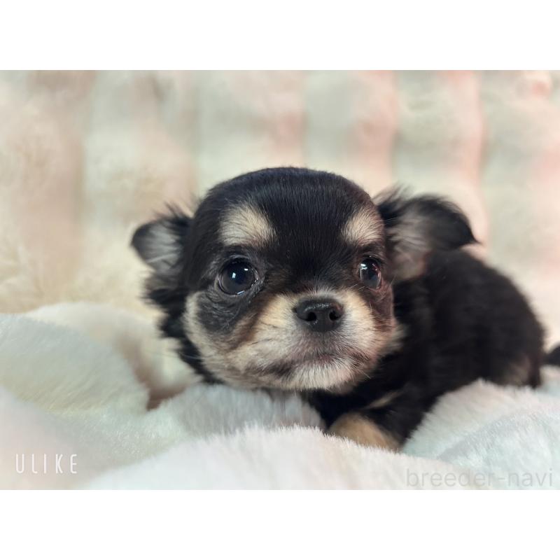 販売中の和歌山県のチワワ(ロングコート)-437825の4枚目