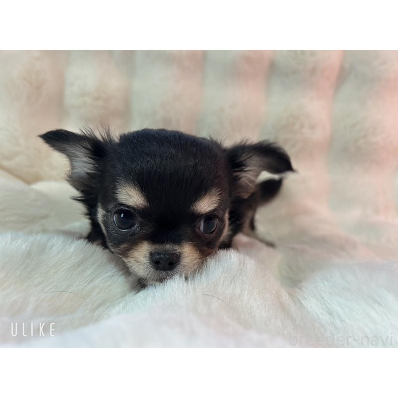 販売中の和歌山県のチワワ(ロングコート)-437825の3枚目