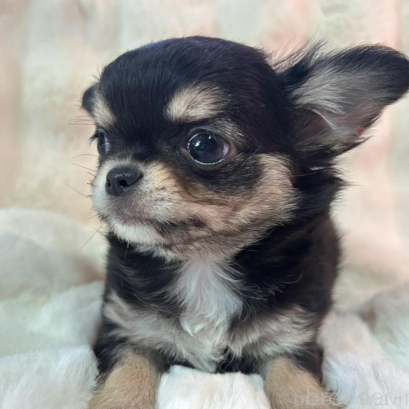 販売中の和歌山県のチワワ(ロングコート)-437825