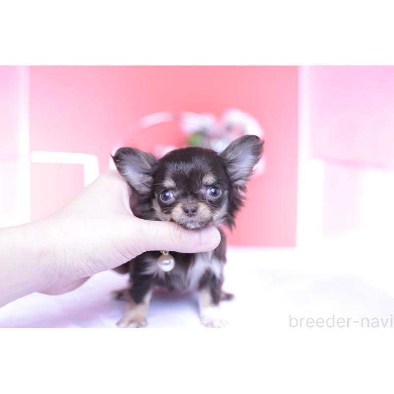 販売中の愛知県のチワワ(ロングコート)-431078の12枚目