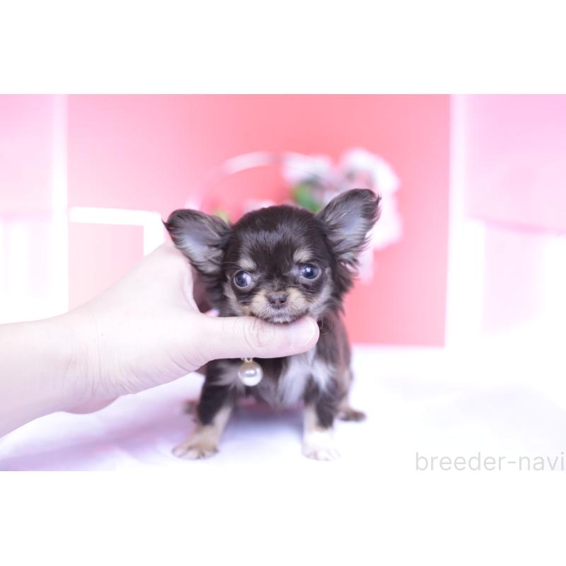 販売中の愛知県のチワワ(ロングコート)-431078の10枚目