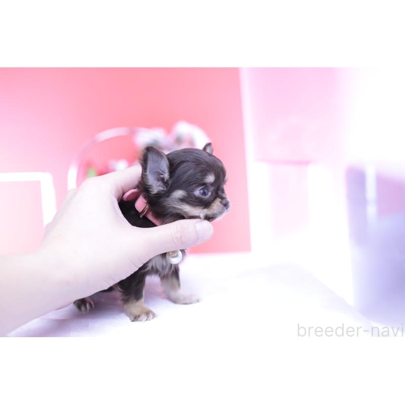 販売中の愛知県のチワワ(ロングコート)-431078の8枚目