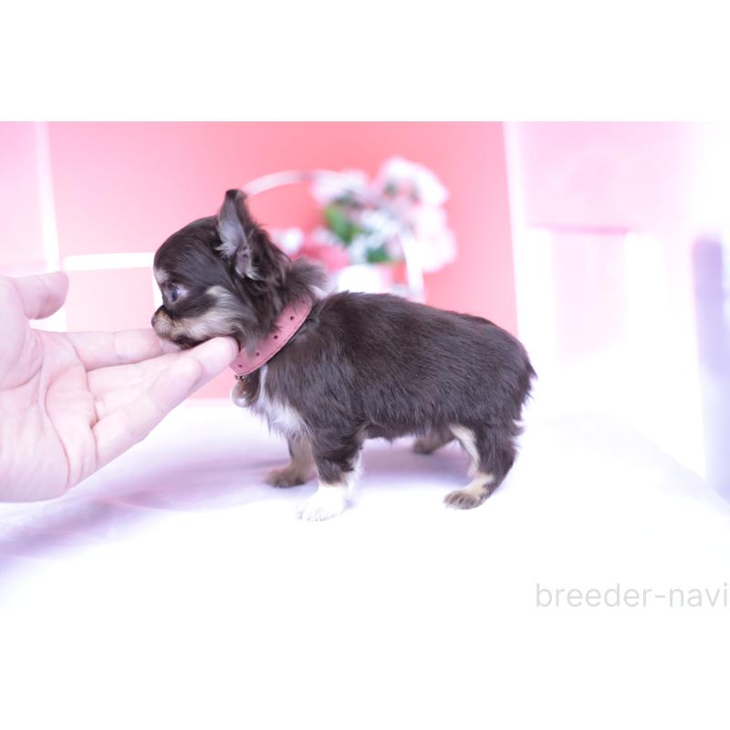 販売中の愛知県のチワワ(ロングコート)-431078の7枚目