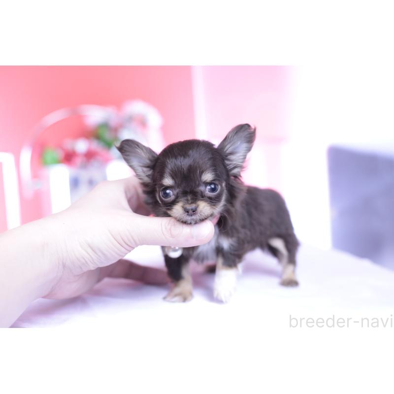 販売中の愛知県のチワワ(ロングコート)-431078の6枚目