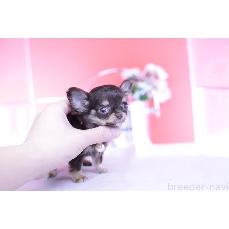 販売中の愛知県のチワワ(ロングコート)-431078の4枚目