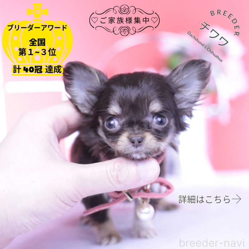 販売中の愛知県のチワワ(ロングコート)-431078の1枚目