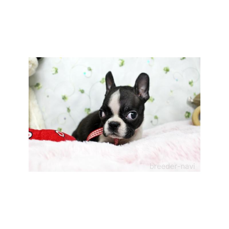 販売中の栃木県のボストンテリア-437826の5枚目