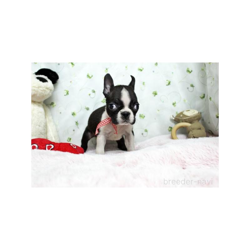 販売中の栃木県のボストンテリア-437826の4枚目