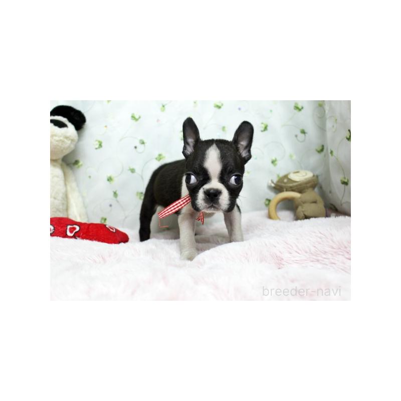 販売中の栃木県のボストンテリア-437826の2枚目