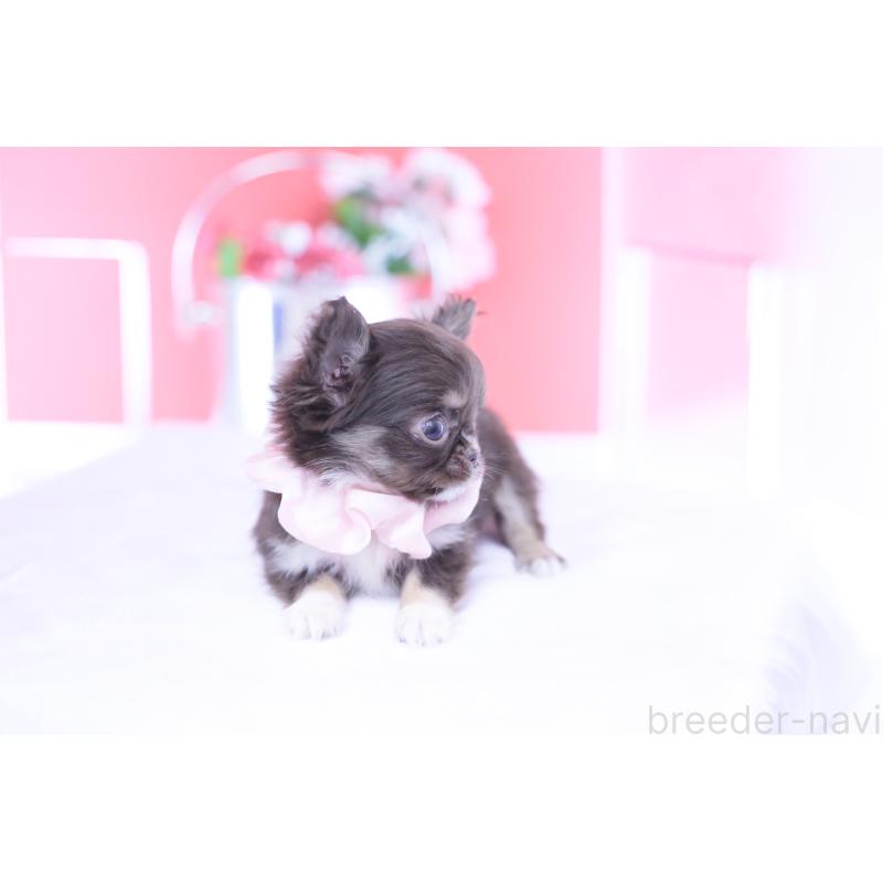 販売中の愛知県のチワワ(ロングコート)-431074の15枚目