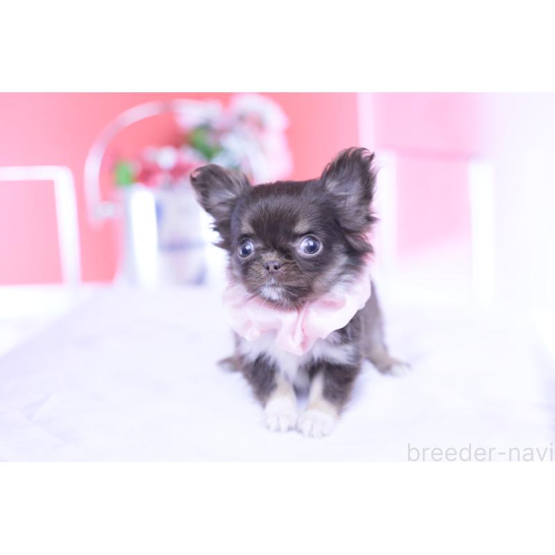 販売中の愛知県のチワワ(ロングコート)-431074の14枚目