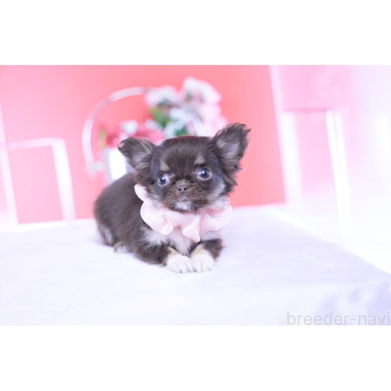 販売中の愛知県のチワワ(ロングコート)-431074の13枚目