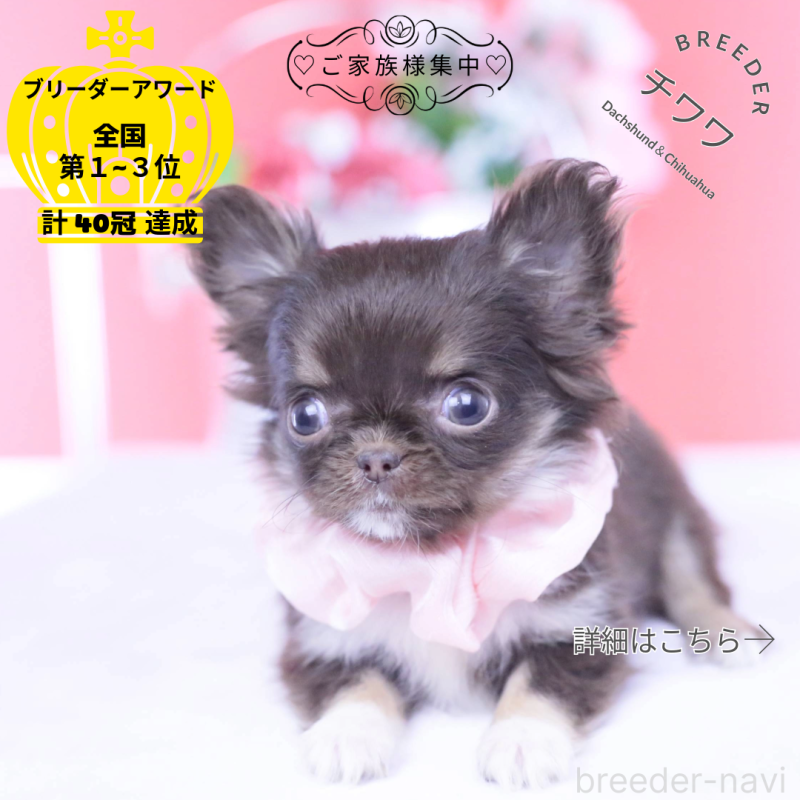 販売中の愛知県のチワワ(ロングコート)-431074の1枚目