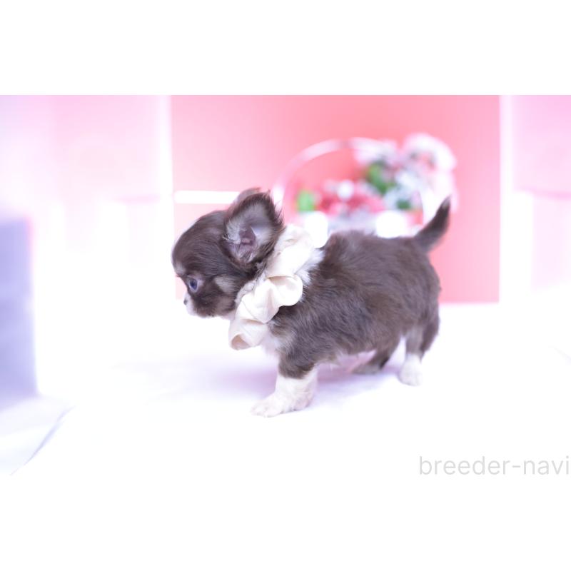 販売中の愛知県のチワワ(ロングコート)-431059の13枚目