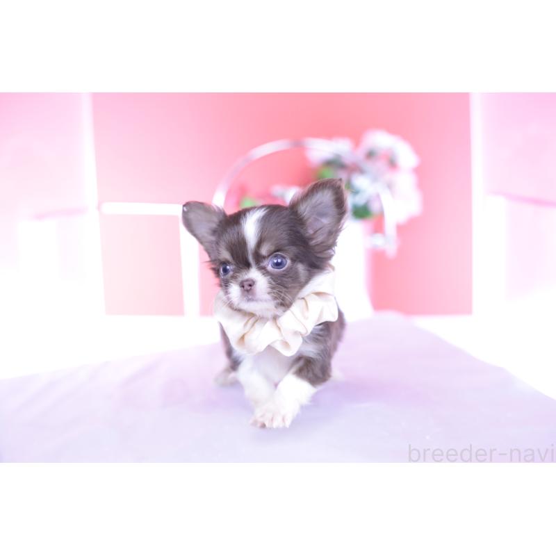 販売中の愛知県のチワワ(ロングコート)-431059の10枚目