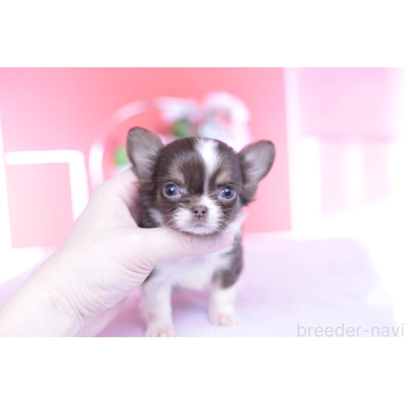 販売中の愛知県のチワワ(ロングコート)-431059の7枚目