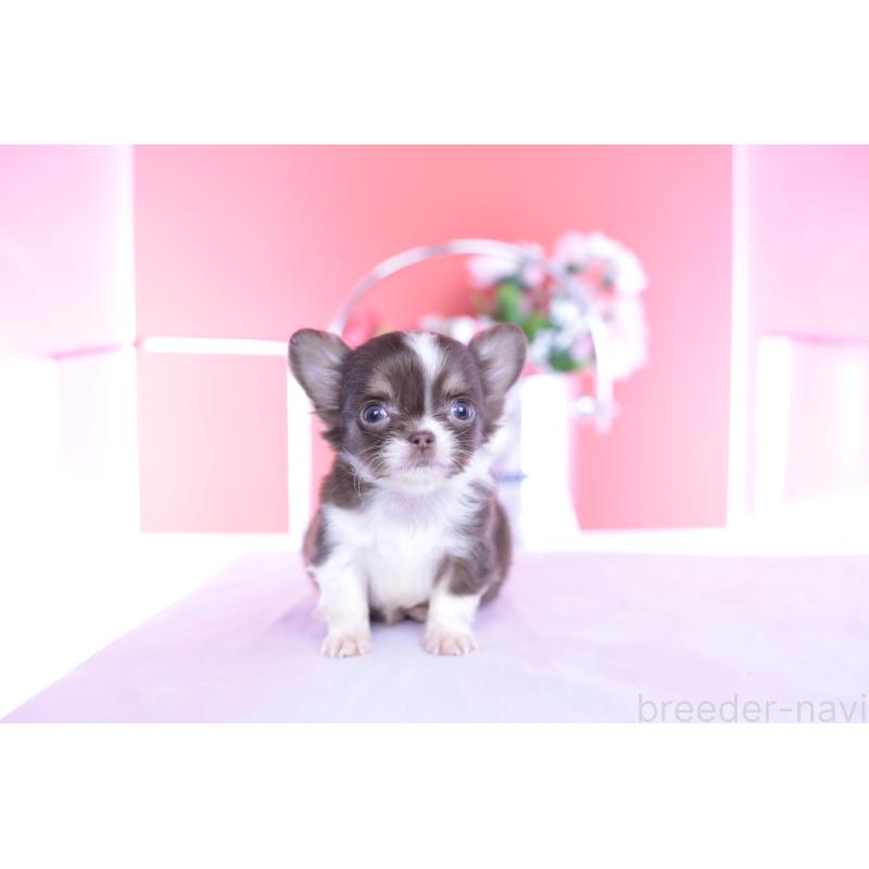 販売中の愛知県のチワワ(ロングコート)-431059の4枚目