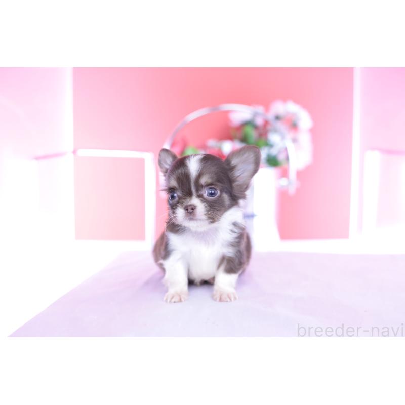 販売中の愛知県のチワワ(ロングコート)-431059の3枚目