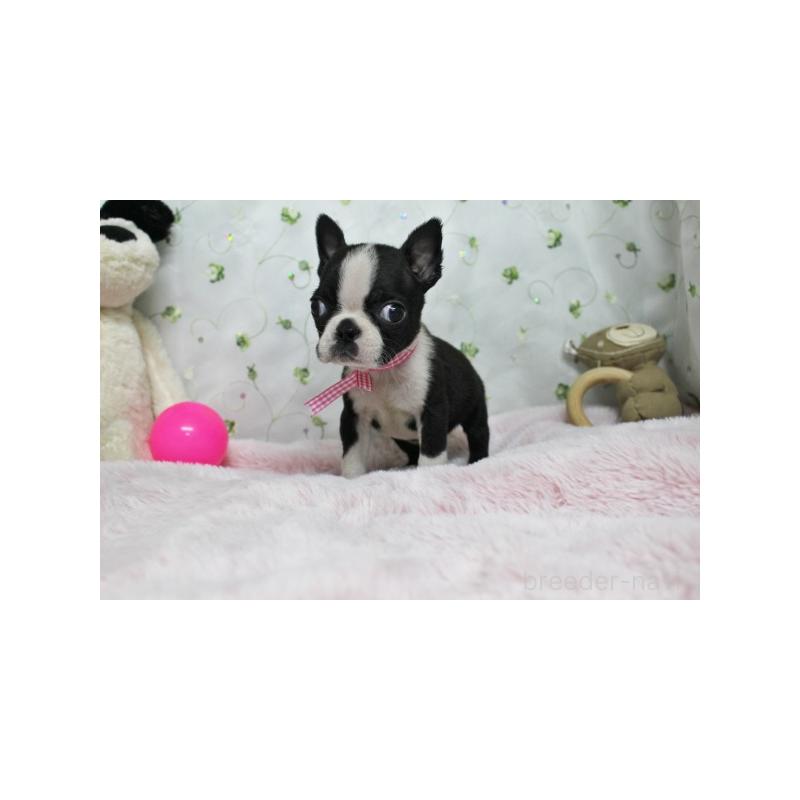 販売中の栃木県のボストンテリア-437830の5枚目